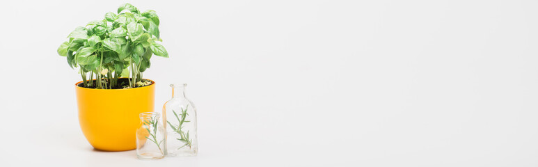 panoramic shot of green plant in flowerpot near herbs in glass bottles on white background, naturopathy concept