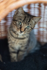 Young british domestic cat in cat bed