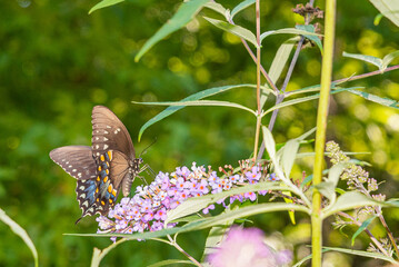 Black swallowtail butterfly perched on purple flower of butterfly bush in garden