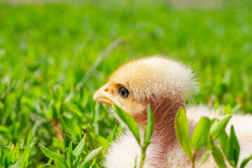Naked neck chicken on the farm. Little yellow chicken on green grass in a field. Close up naked neck chicken.