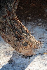 Mastic gum, Pistacia lentiscus small trees in Mesta village, southern Chios island, Greece.