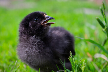 Black chicken on green grass in the field. Close up chicken. Cute black chicken