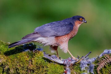 Sparrowhawk (Accipiter nisus), perched sitting on a plucking post with prey. Scotland, UK