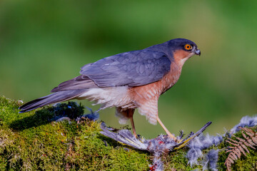 Sparrowhawk (Accipiter nisus), perched sitting on a plucking post with prey. Scotland, UK