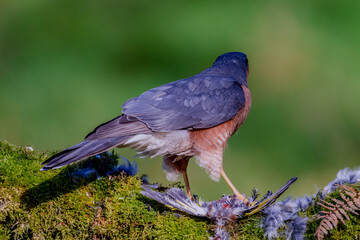 Sparrowhawk (Accipiter nisus), perched sitting on a plucking post with prey. Scotland, UK
