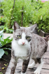 Muzzle of a kitten close up