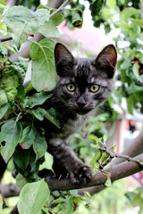 Muzzle of a kitten close up
