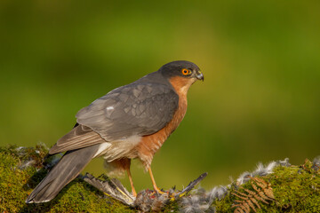 Sparrowhawk (Accipiter nisus), perched sitting on a plucking post with prey. Scotland, UK