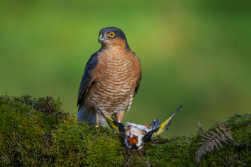 Sparrowhawk (Accipiter nisus), perched sitting on a plucking post with prey. Scotland, UK