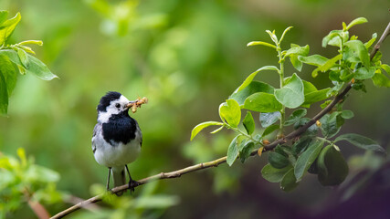 Bachstelze (Motacilla alba) mit Beute im Schnabel, Müritz, Deutschland, Europa