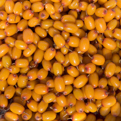 summer still life of ripe buckthorn berries