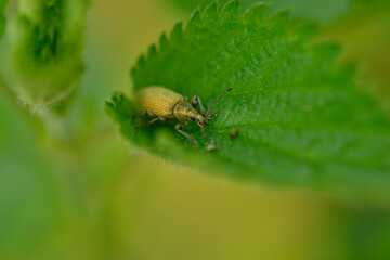 Der Nessel-Blattrüssler oder Brennnessel-Grünrüssler (Phyllobius pomaceus)