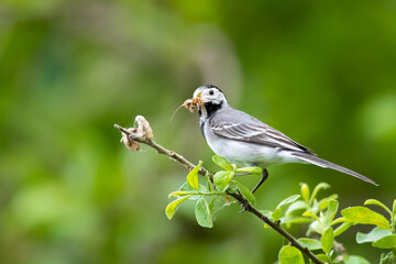 Bachstelze (Motacilla alba) mit Beute im Schnabel, Müritz, Deutschland, Europa