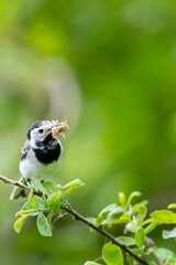 Bachstelze (Motacilla alba) mit Beute im Schnabel, Müritz, Deutschland, Europa