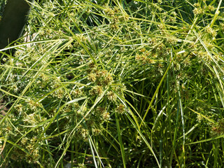 Cyperus textilis | Touffes de carex plat ou herbe panier au feuillage lanc&eacute;ol&eacute; vert et petites fleurs brun&acirc;tres en &eacute;t&eacute;