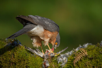 Sparrowhawk (Accipiter nisus), perched sitting on a plucking post with prey. Scotland, UK