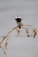 Bachstelze (Motacilla alba) mit Beute im Schnabel, Müritz, Deutschland, Europa