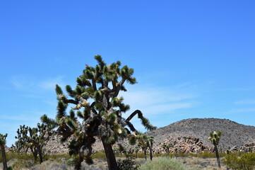 Joshua Tree Nationalpark, Kalifornien