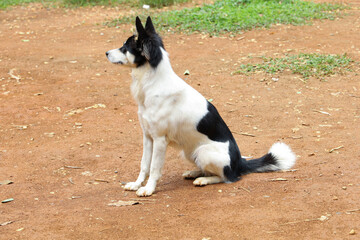 The puppy dog sit down in garden at thailand