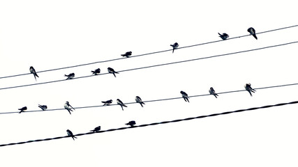A flock of birds sits on electrical wires