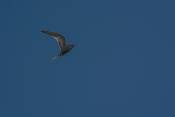 River tern in the sky.
