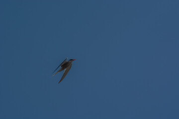 River tern in the sky.
