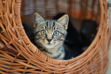 Fototapeta na wymiar Young british domestic cat in cat bed