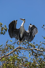 Grey Heron in tree, Kushiro, Hokkaido, Japan