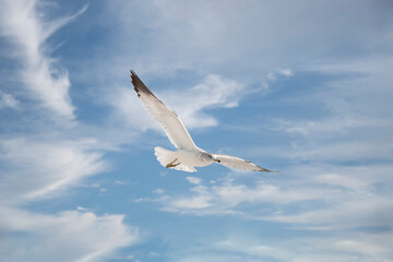 Seagull flying