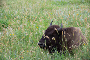 American Bison