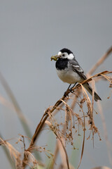 Bachstelze (Motacilla alba) mit Beute im Schnabel, Müritz, Deutschland, Europa