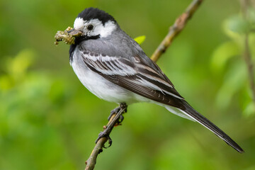 Bachstelze (Motacilla alba) mit Beute im Schnabel, Müritz, Deutschland, Europa