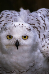 Snow Owl Bubo Scandiacus looking at camera dangerous expression face close up