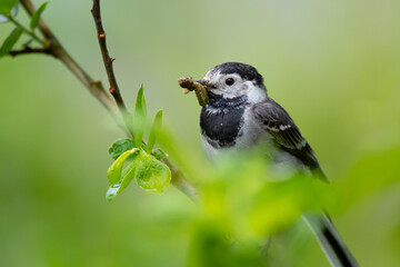 Bachstelze (Motacilla alba) mit Beute im Schnabel, Müritz, Deutschland, Europa