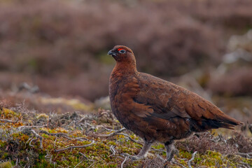 Red Grouse Lagopus lagopus scotica, perched in heather with a blurred background. Scotland
