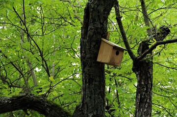 petit nichoir tout simple dans les bois