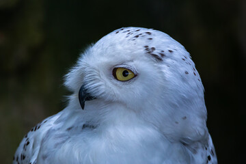 Snow Owl Bubo Scandiacus looking at camera face close up