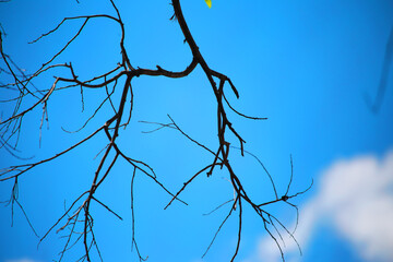 tree branches against blue sky