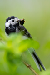 Bachstelze (Motacilla alba) mit Beute im Schnabel, Müritz, Deutschland, Europa