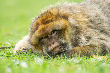 portrait of a macaque