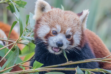 Red Panda Feeding (Ailurus fulgens)