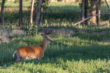 Whitetail Deer Buck in Summer