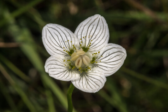 Flower of Northern Grass-of-Parnassus (Parnassia palustris)