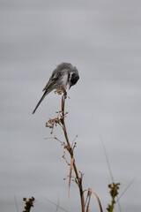 Bachstelze (Motacilla alba) mit Beute im Schnabel, Müritz, Deutschland, Europa