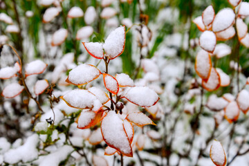 Colorful autumn leaves covered by first snow