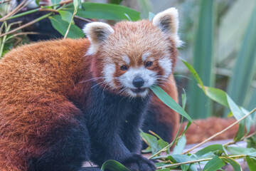 Red Panda Feeding (Ailurus fulgens)