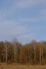 A birch grove in a late spring evening. Leafless trees in March. Copyspace.
