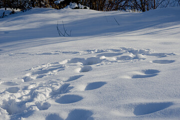 snow blue shadows on the snow unusual background winter day shadow from shrubs