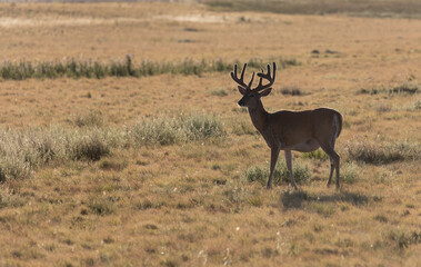 Whitetail Deer Buck in Summer