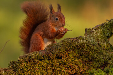 Red Squirrel (Sciurus vulgaris),Scotland